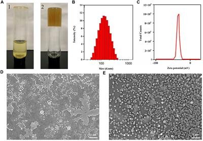 Revealing the Toxicity-Enhancing Essence of Glycyrrhiza on Genkwa Flos Based on Ultra-high-performance Liquid Chromatography Coupled With Quadrupole-Orbitrap High-Resolution Mass Spectrometry and Self-Assembled Supramolecular Technology